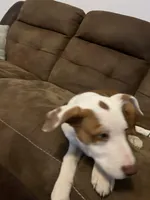 Blk/Dark Green, a  Australian Shepherd and American Pit Bull Terrier for sale in Ocklawaha, FL – Photo 2 of 4