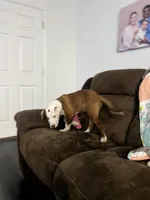 Blk/Dark Green, a  Australian Shepherd and American Pit Bull Terrier for sale in Ocklawaha, FL – Photo 4 of 4