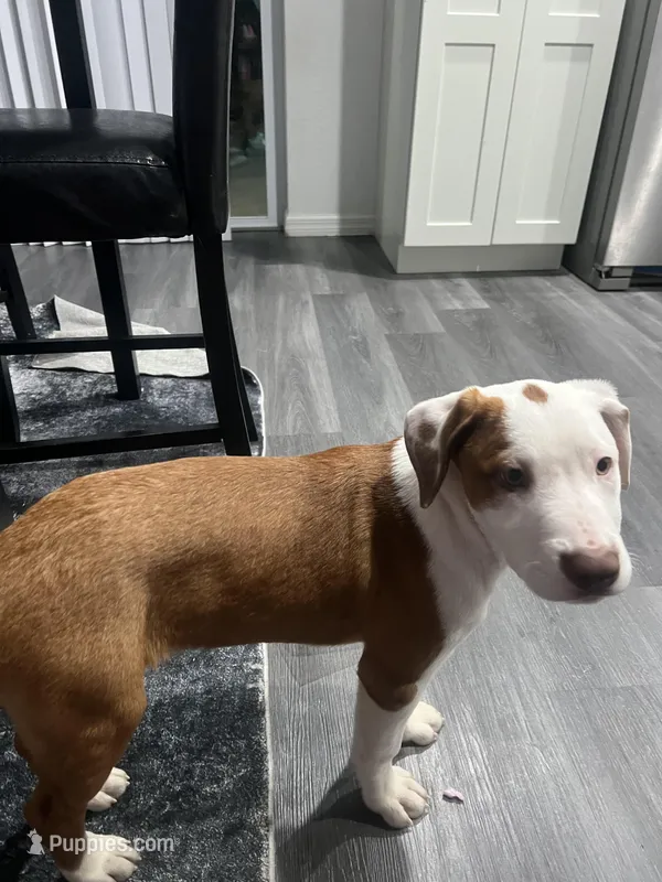 Blk/Dark Green – Australian Shepherd, American Pit Bull Terrier puppy for sale in Ocklawaha, FL