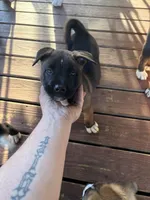 Moo, a male American Bully and Japanese Akita for sale in Ware, MA – 2 of 6