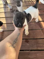 Moo, a male American Bully and Japanese Akita for sale in Ware, MA – 3 of 6