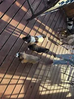 Moo, a male American Bully and Japanese Akita for sale in Ware, MA – 6 of 6