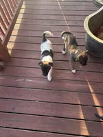 Moo, a male American Bully and Japanese Akita for sale in Ware, MA – 5 of 6