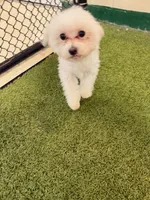 Bleu, a male Maltese for sale in Greenwood, IN – Photo 6 of 7
