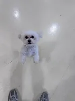 Bleu, a male Maltese for sale in Greenwood, IN – Photo 2 of 7