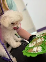 Bleu, a male Maltese for sale in Greenwood, IN – Photo 3 of 7