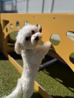 Bleu, a male Maltese for sale in Greenwood, IN – Photo 4 of 7