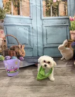 Bleu, a male Maltese for sale in Greenwood, IN – Photo 1 of 7