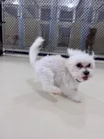 Bleu, a male Maltese for sale in Greenwood, IN – Photo 7 of 7