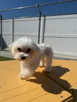 Bleu, a male Maltese for sale in Greenwood, IN – Photo 5 of 7