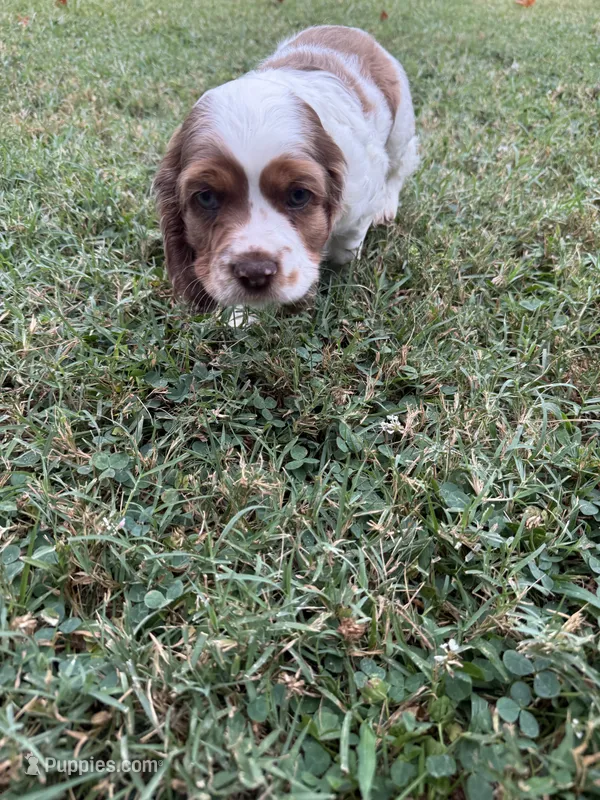 Oakleys litter larger brown and white male  – Cocker Spaniel puppy for sale in El Dorado Springs, MO