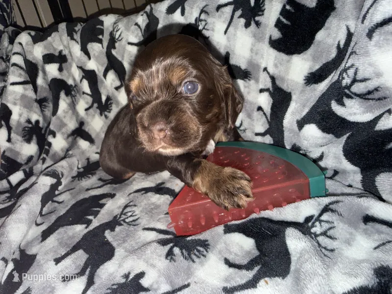 Oakleys litter female tri chocolate  – Cocker Spaniel puppy for sale in El Dorado Springs, MO