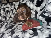Oakleys litter female tri chocolate , a female Cocker Spaniel for sale in El Dorado Springs, MO – 1 of 6