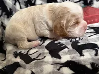 Oakleys litter male cream color , a male Cocker Spaniel for sale in El Dorado Springs, MO – 7 of 8