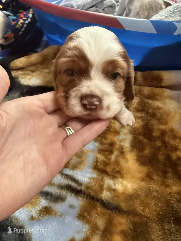 Oakleys litter larger brown and white male  – Cocker Spaniel puppy for sale in El Dorado Springs, MO