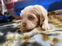 Oakleys litter male cream color , a male Cocker Spaniel for sale in El Dorado Springs, MO – 5 of 8