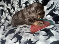 Oakleys litter female tri chocolate , a female Cocker Spaniel for sale in El Dorado Springs, MO – 2 of 6