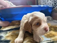 Oakleys litter male cream color , a male Cocker Spaniel for sale in El Dorado Springs, MO – 4 of 8