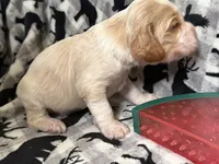 Oakleys litter male cream color , a male Cocker Spaniel for sale in El Dorado Springs, MO – 3 of 8
