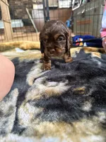 Oakleys litter female tri chocolate , a female Cocker Spaniel for sale in El Dorado Springs, MO – 4 of 6