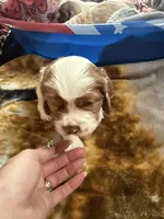 Oakleys litter larger brown and white male , a male Cocker Spaniel for sale in El Dorado Springs, MO – 2 of 3