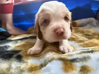 Oakleys litter male cream color , a male Cocker Spaniel for sale in El Dorado Springs, MO – 2 of 8
