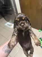 Oakleys litter female tri chocolate , a female Cocker Spaniel for sale in El Dorado Springs, MO – 3 of 6