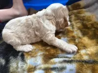 Oakleys litter male cream color , a male Cocker Spaniel for sale in El Dorado Springs, MO – 6 of 8