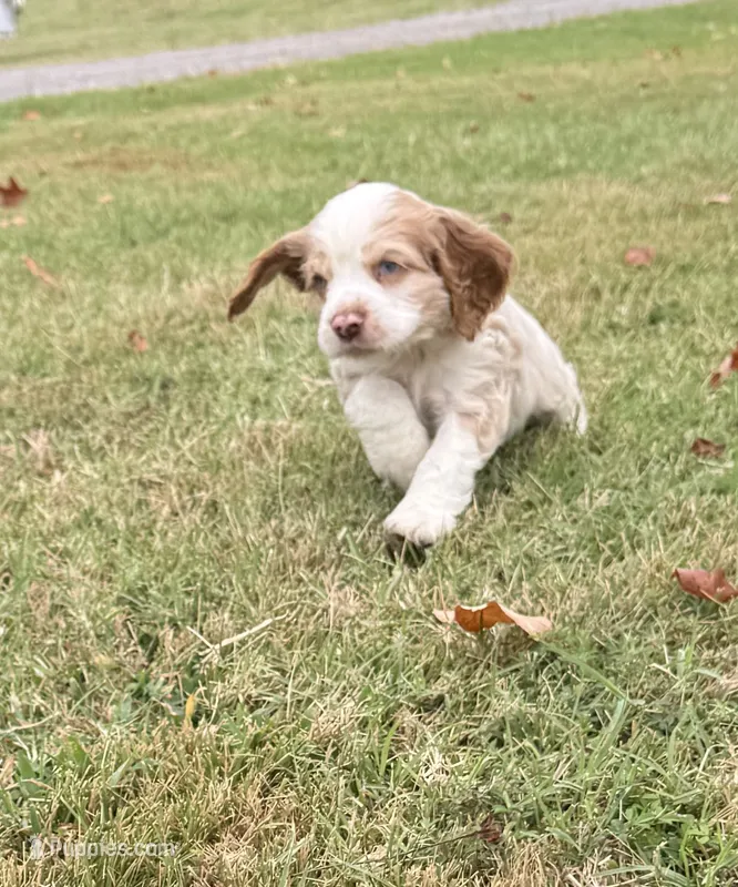 Oakleys litter male cream color  – Cocker Spaniel puppy for sale in El Dorado Springs, MO