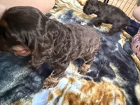 Oakleys litter female tri chocolate , a female Cocker Spaniel for sale in El Dorado Springs, MO – 6 of 6