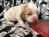 Oakleys litter male cream color , a male Cocker Spaniel for sale in El Dorado Springs, MO – 8 of 8