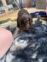 Oakleys litter female tri chocolate , a female Cocker Spaniel for sale in El Dorado Springs, MO – 5 of 6