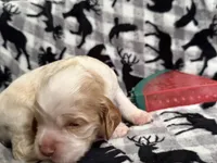 Oakleys litter male cream color , a male Cocker Spaniel for sale in El Dorado Springs, MO – 1 of 8