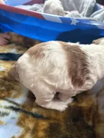 Oakleys litter larger brown and white male , a male Cocker Spaniel for sale in El Dorado Springs, MO – 3 of 3