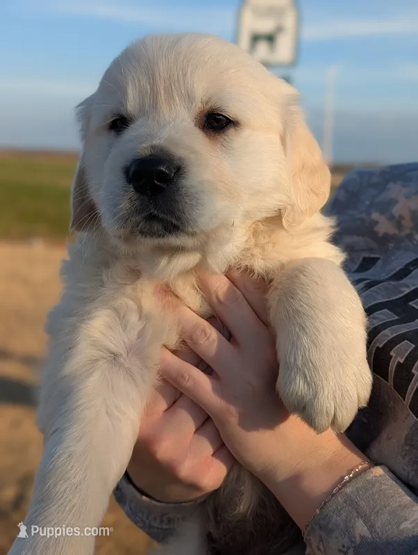 Abe – English Cream Golden Retriever puppy for sale in Mobile, AL