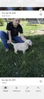Zor, a male English Cream Golden Retriever for sale in Mobile, AL – 3 of 3