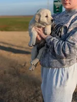 Abe, a male English Cream Golden Retriever for sale in Mobile, AL – 3 of 4