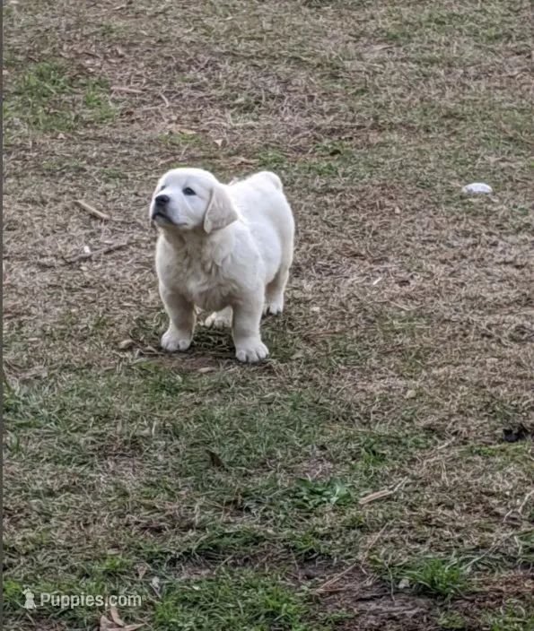 Zor – English Cream Golden Retriever puppy for sale in Mobile, AL