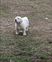 Zor, a male English Cream Golden Retriever for sale in Mobile, AL – 1 of 3