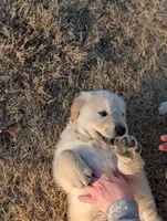 Abe, a male English Cream Golden Retriever for sale in Mobile, AL – 4 of 4
