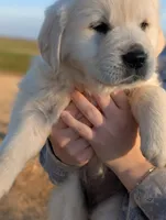 Abe, a male English Cream Golden Retriever for sale in Mobile, AL – 2 of 4
