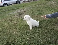 Zor, a male English Cream Golden Retriever for sale in Mobile, AL – 2 of 3