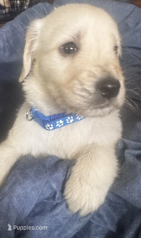 Color of collar  – Golden Retriever puppy for sale in Lansing, MI
