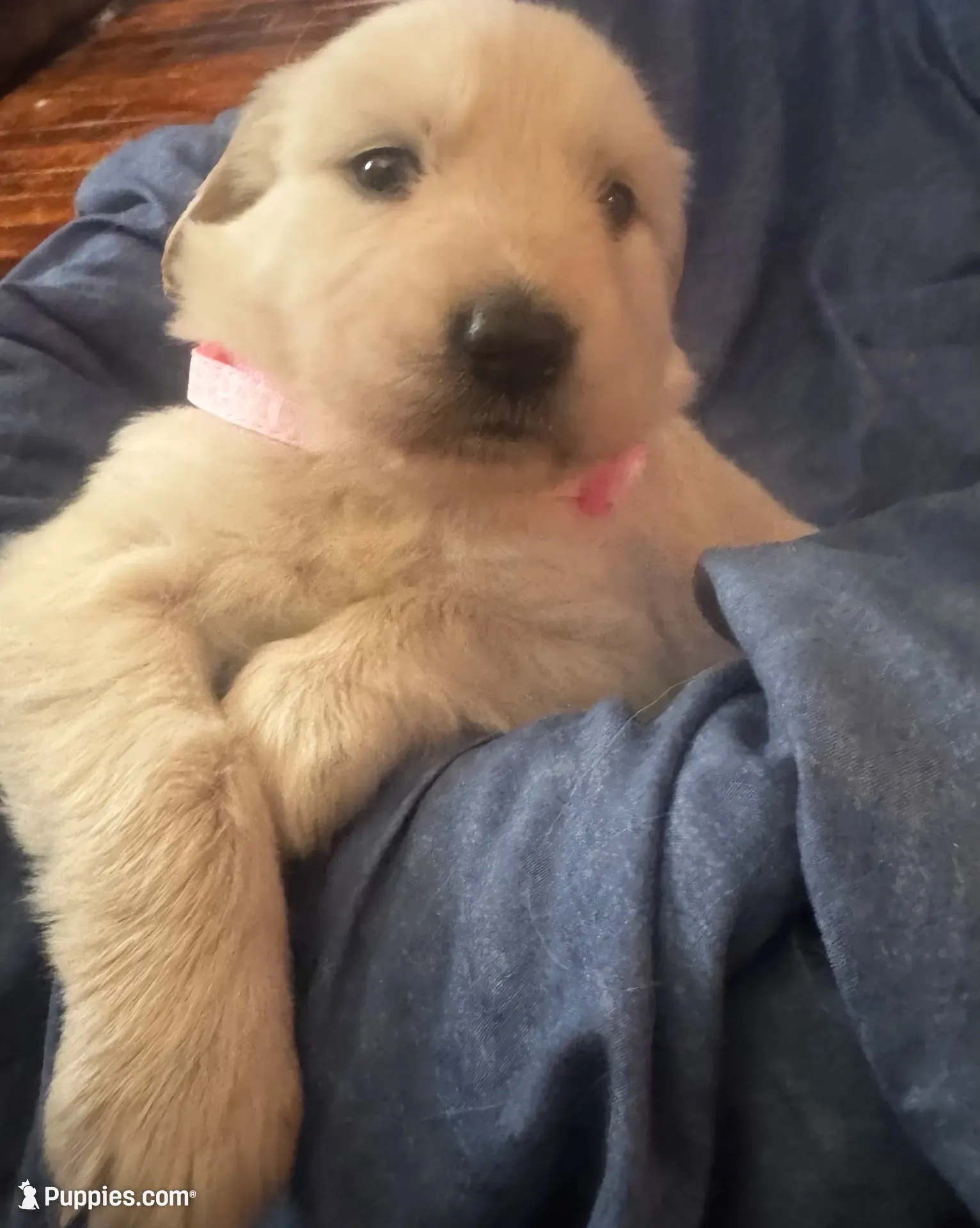 Color of collar , a male Golden Retriever for sale in Lansing, MI – 9 of 9