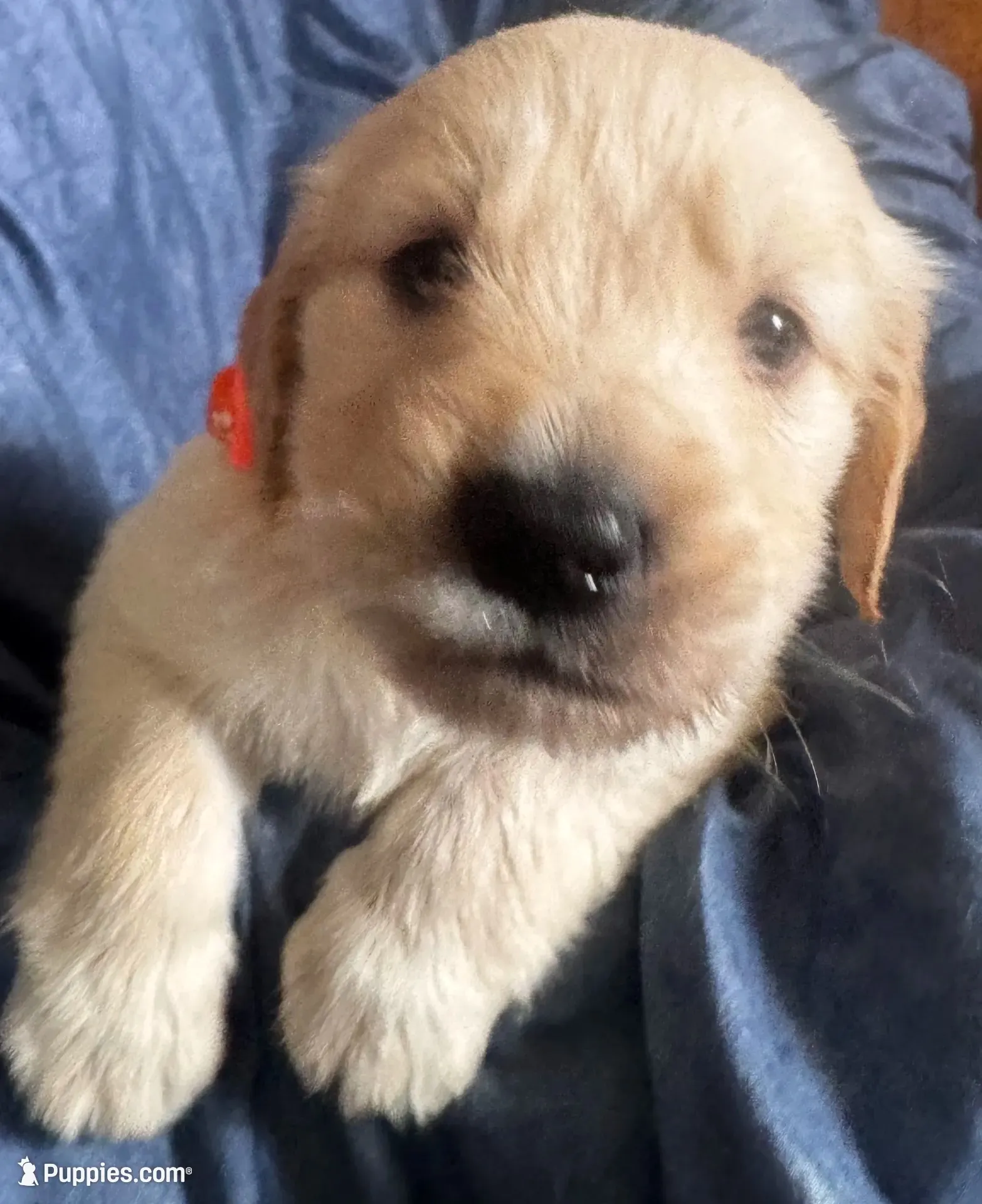 Color of collar , a male Golden Retriever for sale in Lansing, MI – 7 of 9