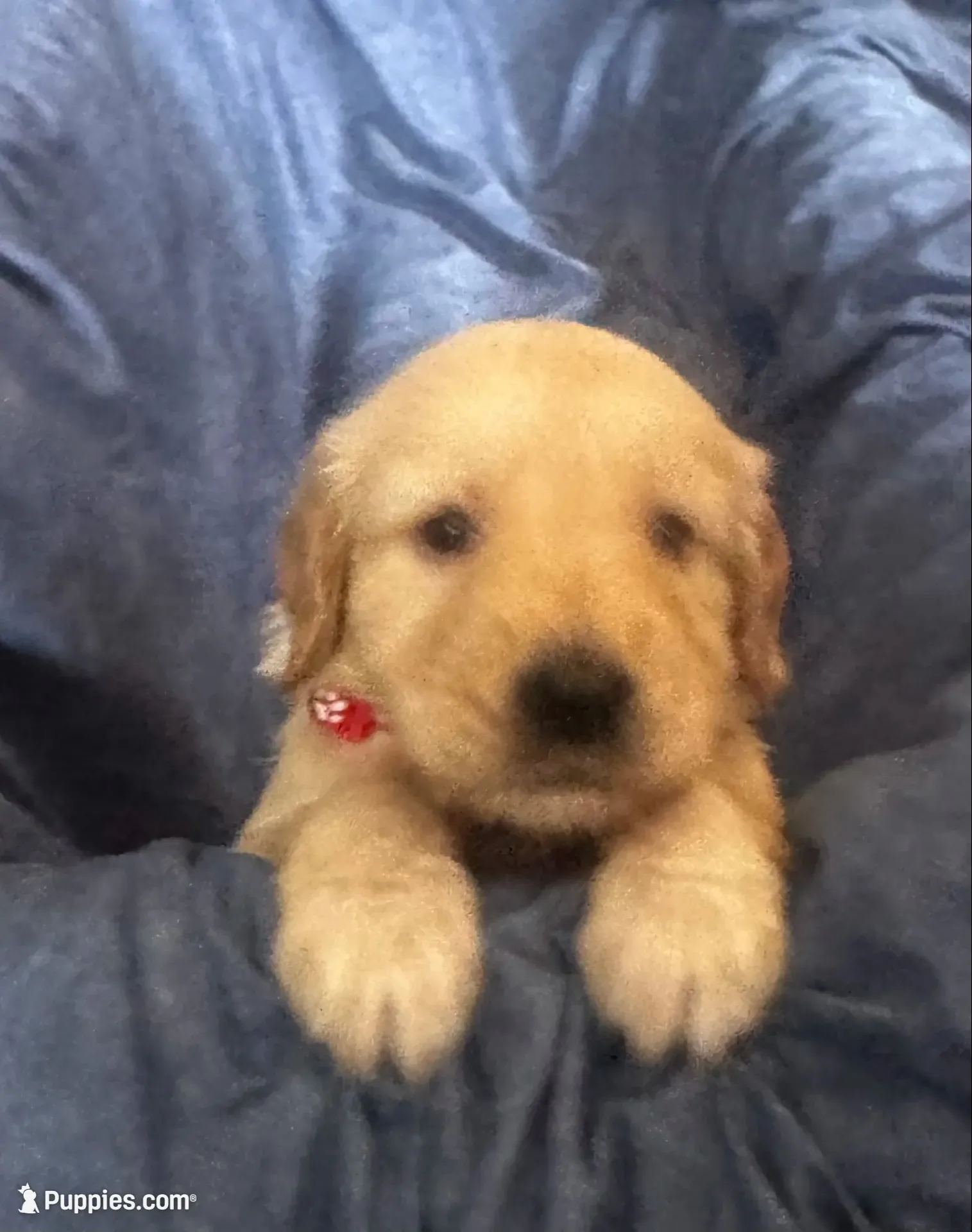 Color of collar , a male Golden Retriever for sale in Lansing, MI – 5 of 9