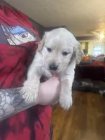 Puppy, a male English Cream Golden Retriever for sale in Lansing, MI – Photo 3 of 4