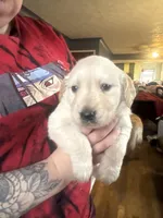 Puppy, a male English Cream Golden Retriever for sale in Lansing, MI – Photo 2 of 4