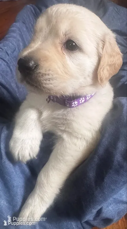 Color of collar  – Golden Retriever puppy for sale in Lansing, MI