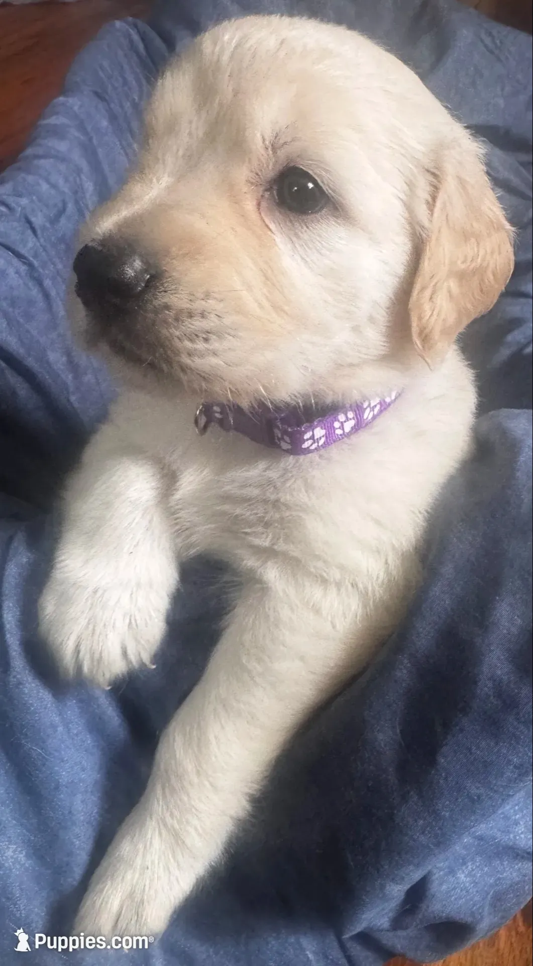 Color of collar , a male Golden Retriever for sale in Lansing, MI – 3 of 9